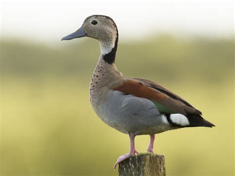 13 Different Types Of Ducks