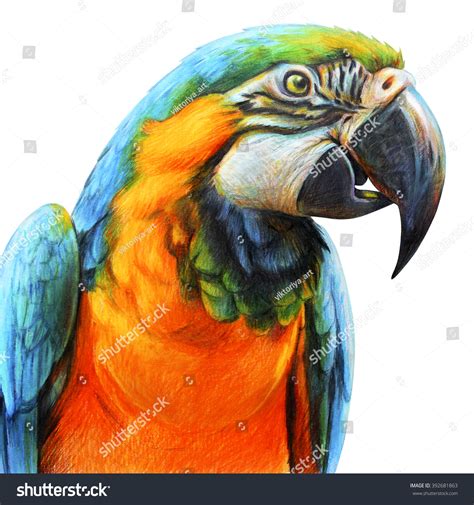 1255 Pencil Drawing Parrot Images Stock Photos And Vectors Shutterstock