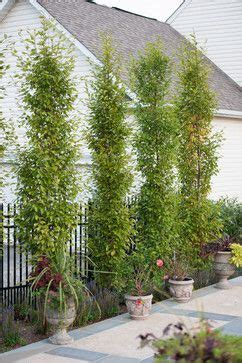 Screening Plants For Narrow Spaces - Plants BX