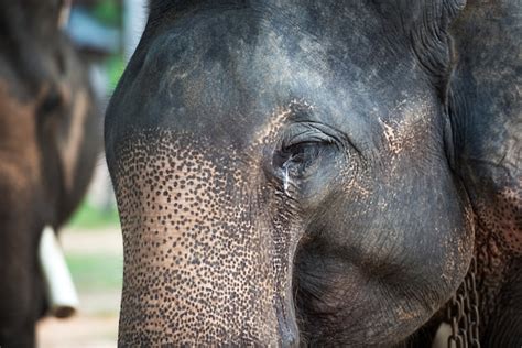 Asia Elefante Llorando Foto Premium