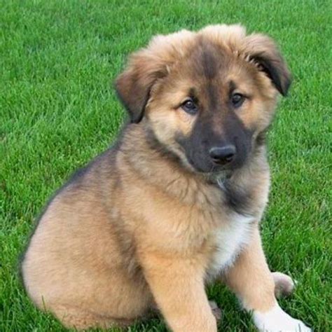 Getting a golden retriever is like having a kid. Border Collie German Shepherd Lab Mix Puppies | Puppy dog ...