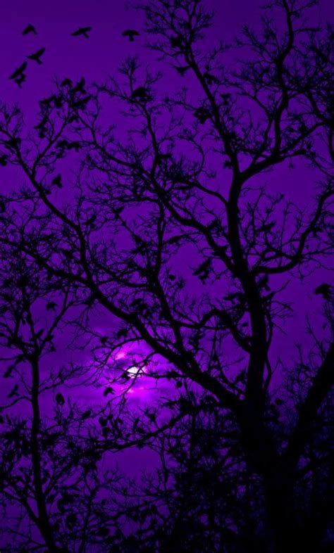 What Colors Go With Lavendar - Lavender Color – Exploring and Using Shades of Lavender in Your Art