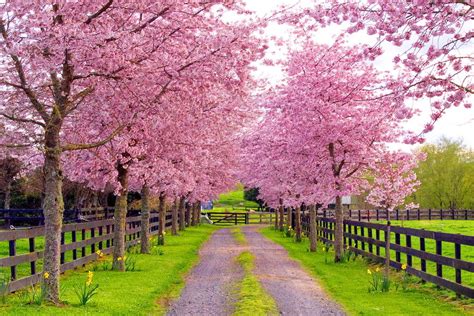 Download Spring Lane Wallpaper By Amaxwell Spring Country