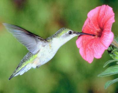 Its red flowers are guaranteed attractions to hummingbirds, on top of their tubular shapes with a nectar that can only be reached by cosmos flowers are annuals that grow in yellow, pink and orange, but the hummingbirds are most attracted to the ladybird. Plants attract hummingbirds | The Old Farmer's Almanac