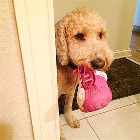 17 Pets Who Have A Serious Shoe Obsession The Dodo