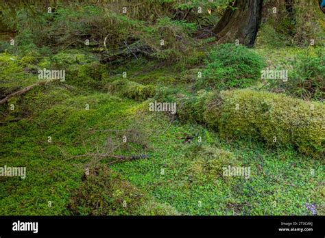 Mossy Forest Floor In The Rainforest On Haida Gwaii British Columbia