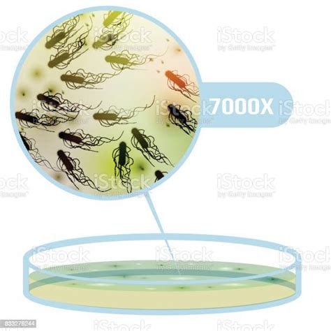 Petri Dish With Bacteria Colony Magnified Area Vector Illustration