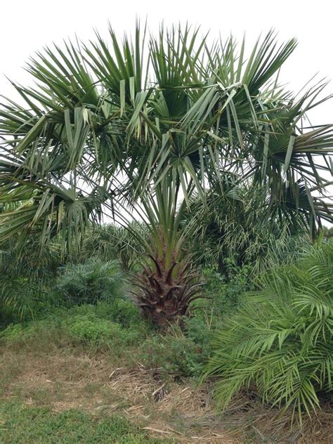 Nitida Palm | Livistona Nitida | Palmco - Wholesale Palms, Florida