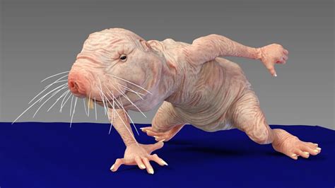 David Evelyn On Twitter That Human Sized Mutant Naked Mole Rat Wishes