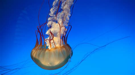 Download Wallpaper 1920x1080 Jellyfish Tentacles Underwater World