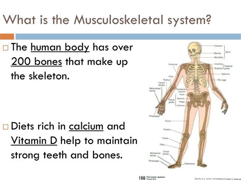 Ppt The Musculoskeletal System Powerpoint Presentation Free Download