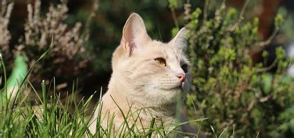 Feral cats are the 'wild' offspring of domestic cats and are primarily the result of pet owners' abandoning or not spaying/neutering their cats. Feral Cat Rescue: Tips on Fundraising and Vet Care - Catster
