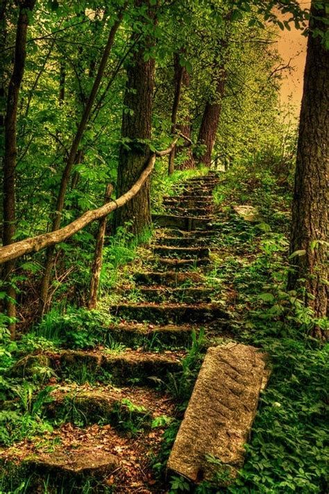 Astonishing Photos Of Paths In The Forest