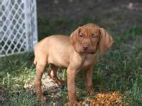 Puppies come with tails docked, dew claws removed. AKC Vizsla Puppies for Sale in Marion, Indiana Classified ...