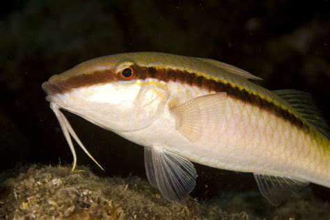 Red Sea Goatfish Parpeneus Forsskali Stock Image Image Of Hardcoral