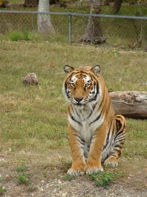 Animal Feeding Zoo Negara | Animal Enthusias Blog