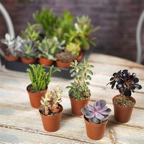 We did not find results for: Succulent House Plant Mix By Plant Parcel ...