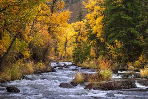 Cottonwood Trees Over Southwest Colorado Fall Color River Photos By