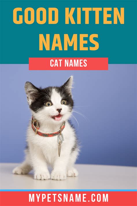 Cat lovers like us know that cats are not only poised and elegant animals, but lovable and adorable as well! Good Kitten Names in 2020 | Kitten names, Cute little ...