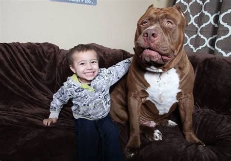 Meet Hulk The World’s Biggest Pitbull Small Joys