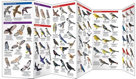 Kansas Birds A Pocket Naturalist Guide