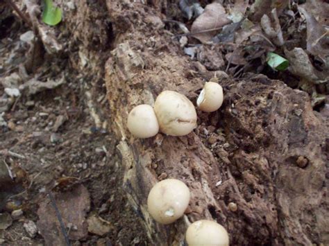 Two More Mushrooms From Virginia Mushroom Hunting And