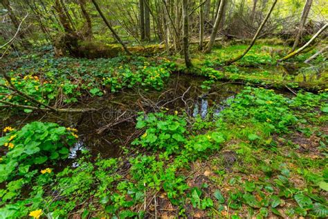 Pond In A Green Forest Stock Photo Image Of Beautiful 69023566