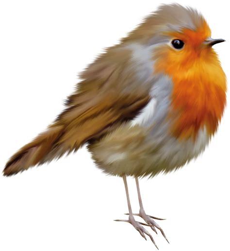 Robin Bird Png Png Image Collection