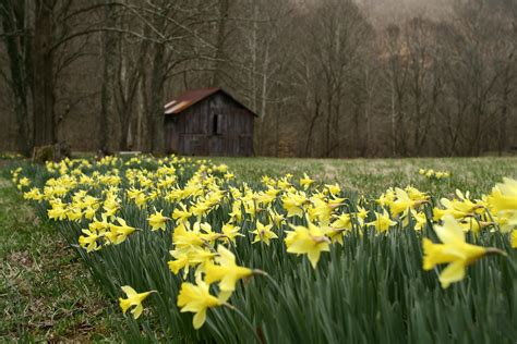 Field Yellow Spring Wild Flowers Flowers Free Nature Pictures By
