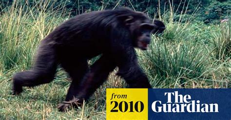 Chimpanzees Expand Their Territory By Attacking And Killing Neighbours