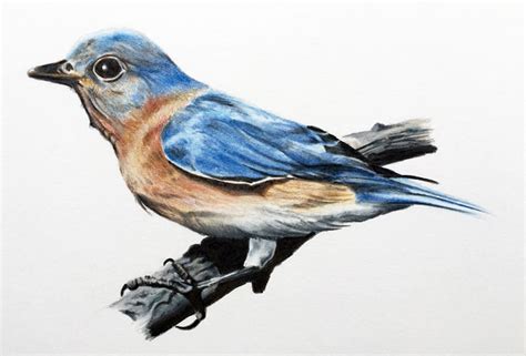 Birds Pictures In Pencil Drawing