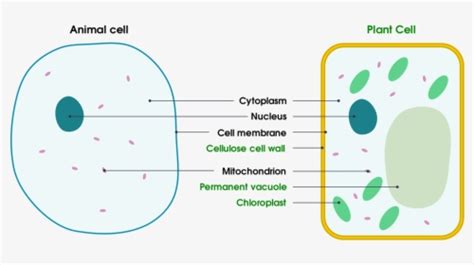 Unlabeled Animal Cell Diagram