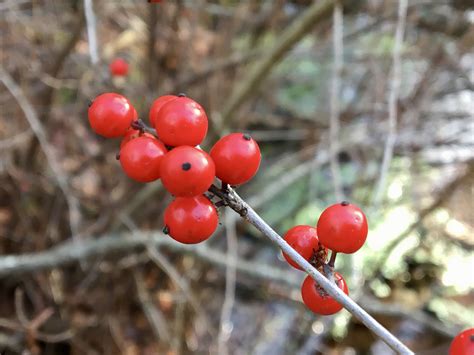 Buy berry bushes with delivery right to your door. Winterberry and other winter berries - Seashore to Forest ...