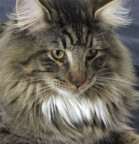 Norwegian Forest Cat Serious Norwegian Forest Cat Is A Breed Of