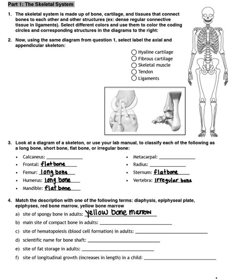 (a) growing long bone showing. Long Bone Labeled Black And White : Figure 2 1 : Sure, it ...