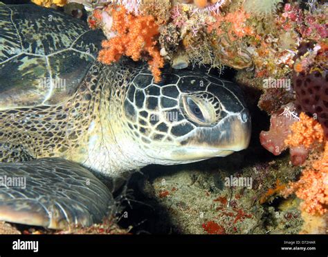 Green Turtle Chelonia Mydas Resting At The Coral Wall Bunaken
