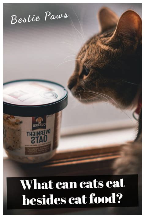 What do cats eat in the wild? in 2021 | Cats, Cat food, Paw