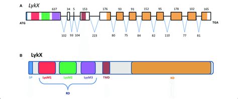 The Exon Intron Structure Of The Pslykx Gene A With Domain