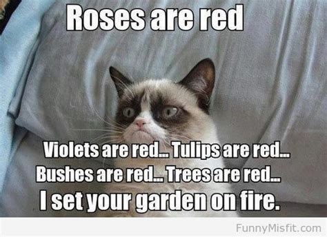 Roses Are Red Grumpy Cat Ha Pinterest Cats Roses