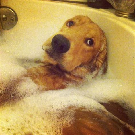 Golden Retriever That Loves A Warm Bubble Bath Golden Retriever