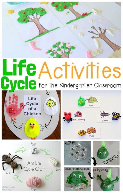 Must Try Life Cycle Activities For Kids Life Cycles Activities Life