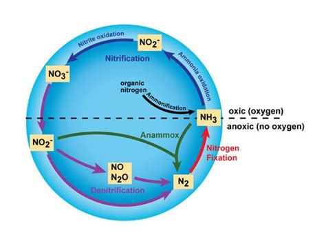 The Nitrogen Cycle And Its Processes Earth Eclipse