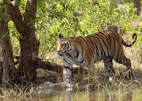 Visit Bandhavgarh National Park India Audley Travel Uk