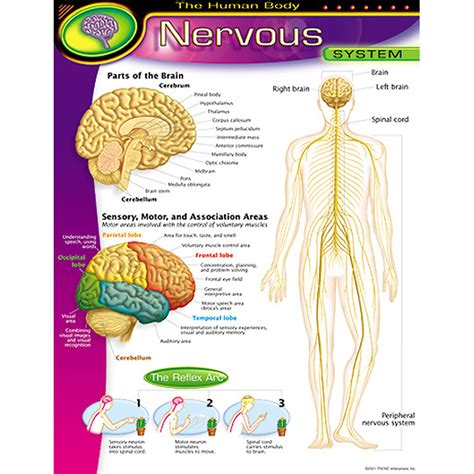 Trend Enterprises Inc Chart Nervous System Anatomy Charts Online