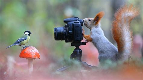 Squirrel Taking Picture Of Bird Hd Wallpaper Background