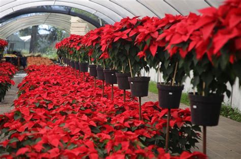 Nochebuena La Flor Que México Le Regaló A La Navidad El Oficio De Historiar