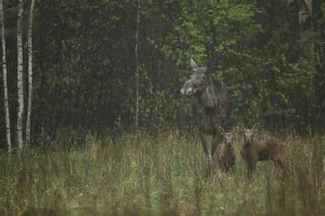 Fehéroroszország 32 év után nyitotta meg a palieski radioaktivitásnak kitett régióját. Csernobil: ahogy elmentek az emberek, magára talált a ...