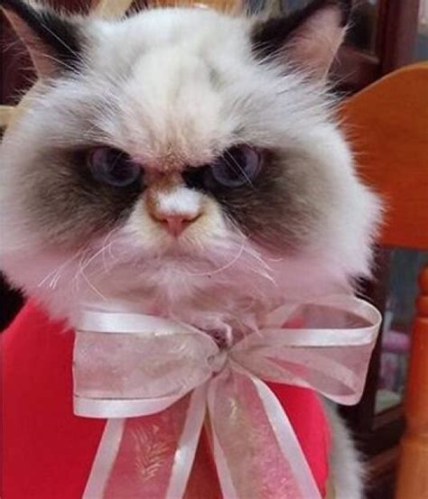 Meow Meow Might Actually Look More Furious Than The Original Grumpy Cat