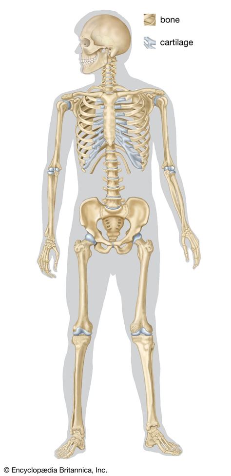Skeletal System Diagram For Kids