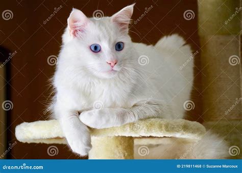 Closeup Of Turkish Angora Cat Stock Photo Image Of Closeup Feral